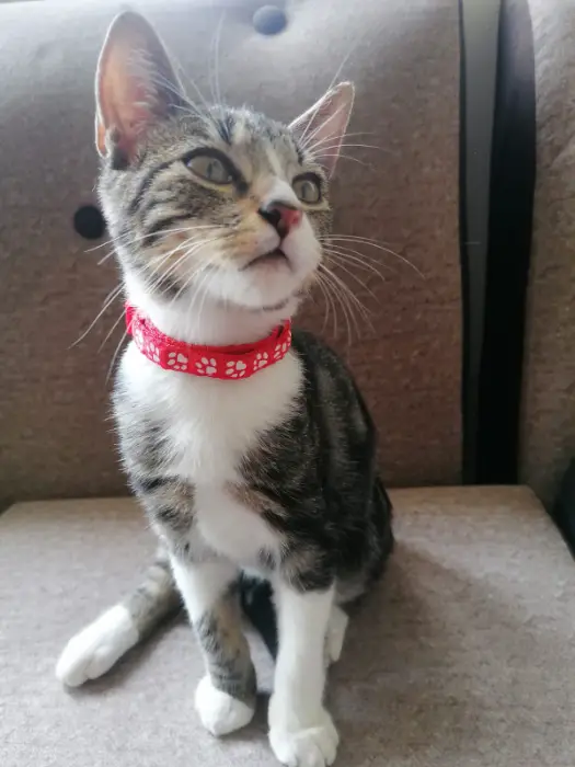 Adopta un gatito -imagen-3